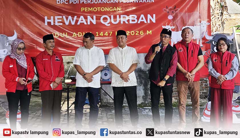 Momentum Idul Adha 1447 H, DPC PDIP Pesawaran Sembelih 3 Ekor Sapi Kurban