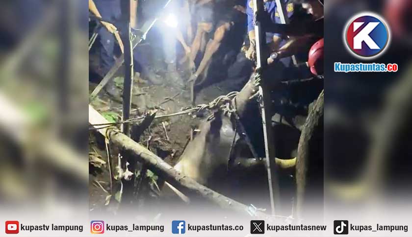 Drama 5 Jam Selamatkan Kerbau 300 Kg dari Sumur Tua