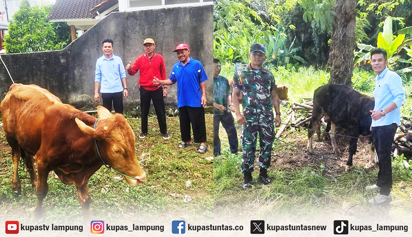 Sambut Idul Adha, Anggota Komisi III DPR RI Sudin Serahkan Tiga Ekor Sapi Kurban