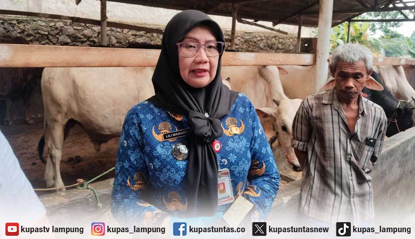 Lampung Terima 16 Sapi Kurban Bantuan Presiden, Dua Ekor Berbobot Lebih dari Satu Ton