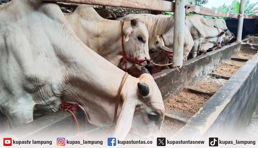 Hewan Kurban Masuk-Keluar Lampung Diawasi Ketat Jelang Iduladha 2026