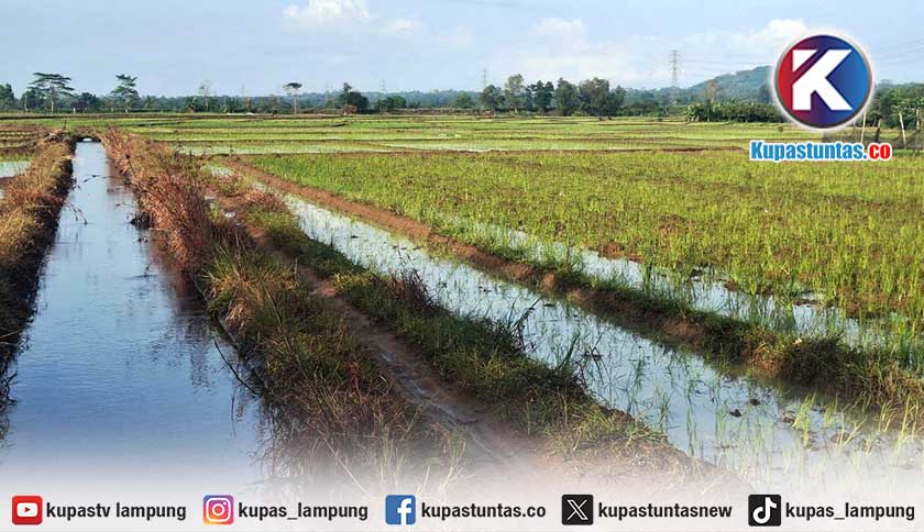 Musim Tanam Gadu 2026, Lampung Timur Targetkan Produksi Gabah 138 Ribu Ton