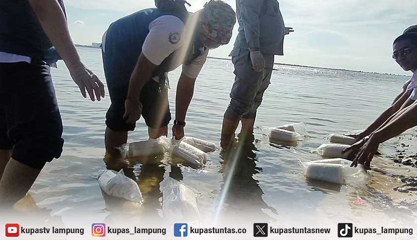 Usai Diamankan, Benih Lobster Senilai Rp 4,6 Miliar Dilepas ke Perairan Lampung