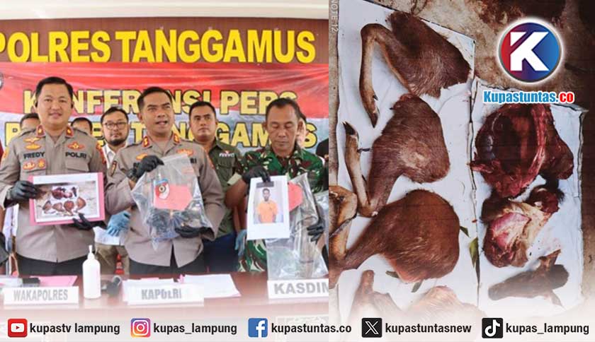Polisi Tangkap 5 Pemburu Rusa Dilindungi di Tanggamus