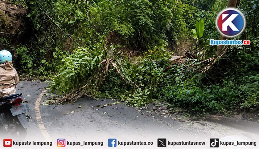 Diguyur Hujan Semalaman, Jalur Liwa–Krui Sempat Lumpuh Akibat Longsor