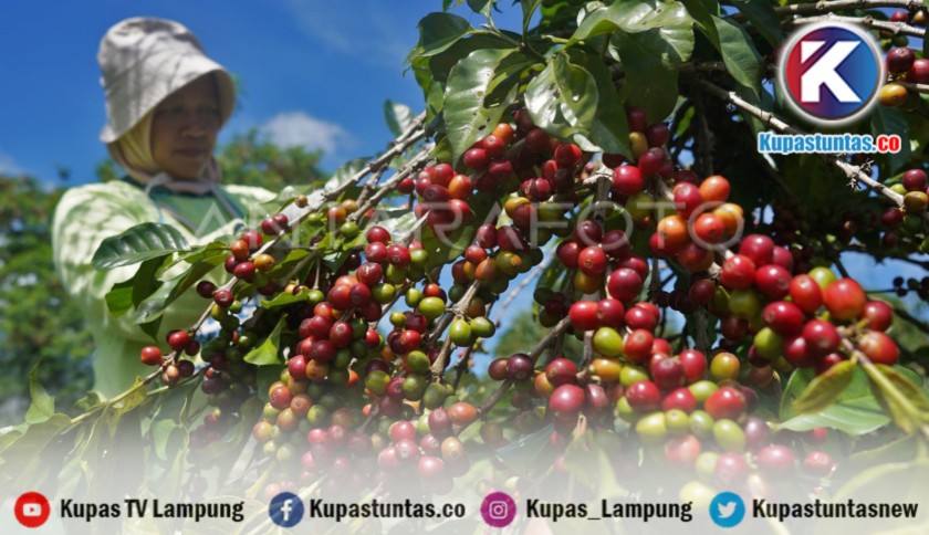 Pencuri Kopi Merajalela di Lampung Barat, Petani Resah