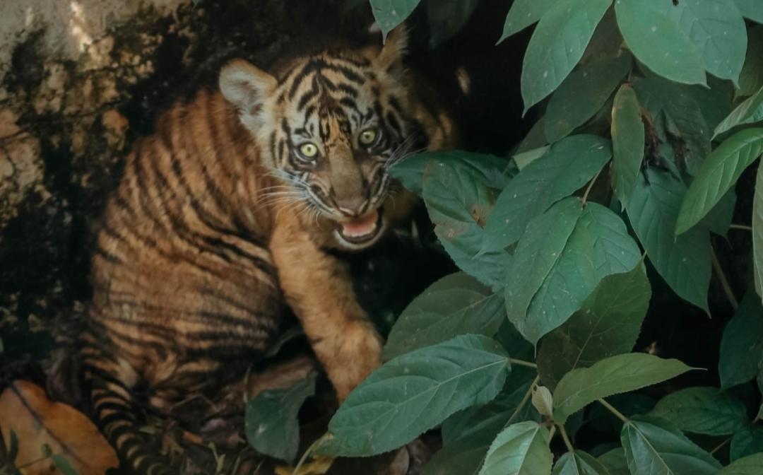 Perkenalkan Puspa dan Muli Sikop, Dua Bayi Harimau Sumatera yang Lahir di Lembah Hijau Lampung