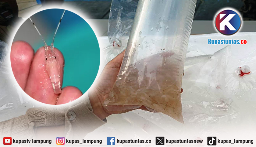 Pengamat Unila Minta KKP Usut Pemodal di Balik Penyelundupan Benih Lobster Ilegal