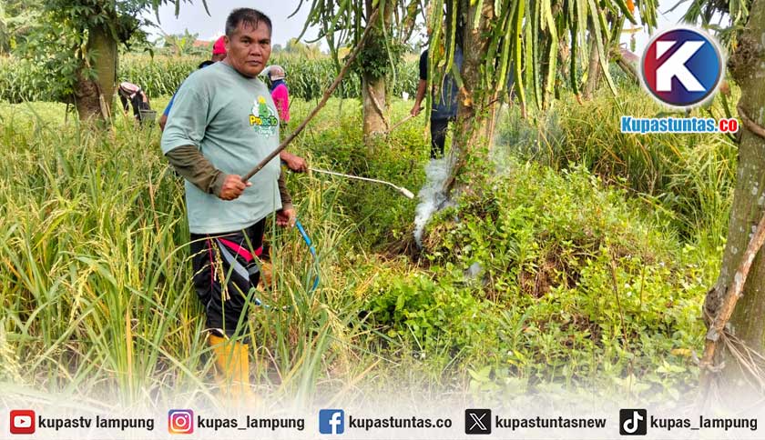 Diserang Tikus, Puluhan Hektare Sawah di Metro Barat Terancam Gagal Panen