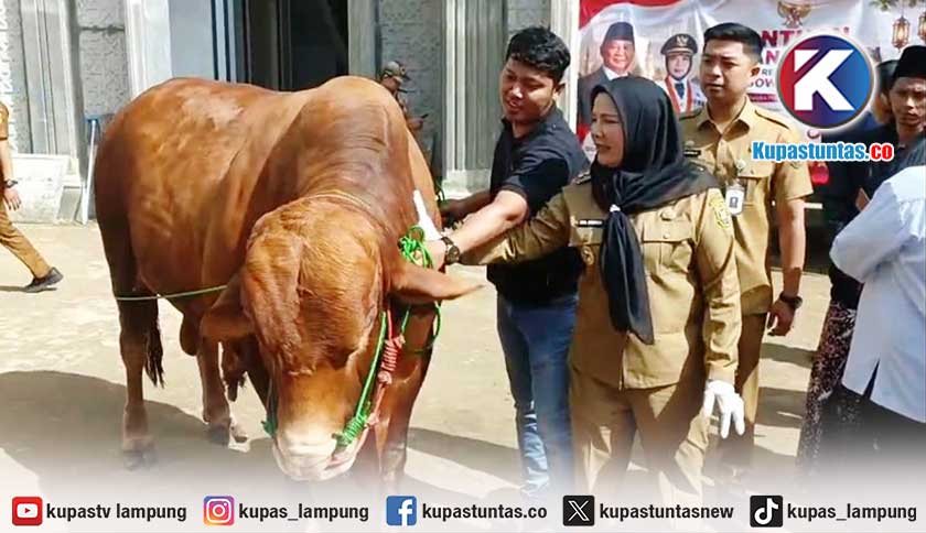 Momen Eva Dwiana Kaget Saat Elus Sapi Kurban 1 Ton Bantuan Presiden Prabowo