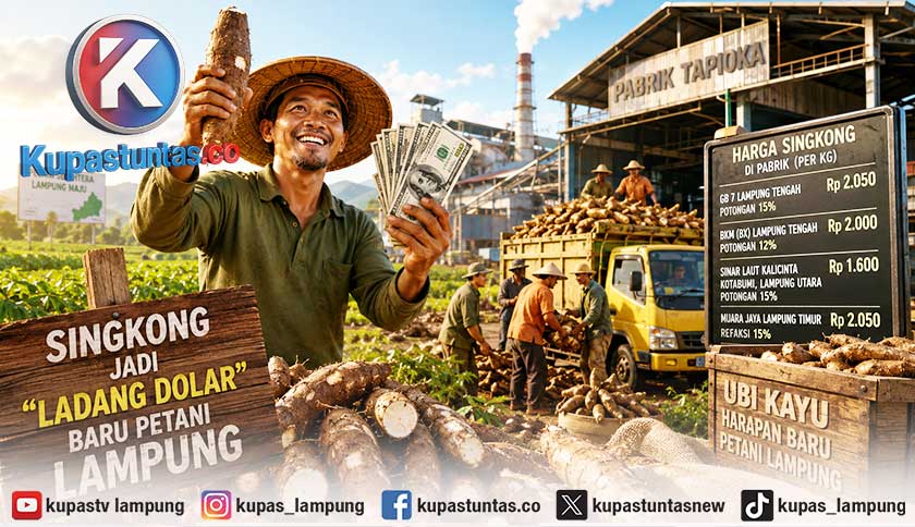 Melonjak Rp 2.050 per Kg, Singkong Jadi 'Ladang Dolar' Baru Petani Lampung