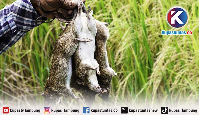 Sawah Diserang Tikus, BPP Metro Barat Sebut Faktor Lingkungan Jadi Penyebab Utama