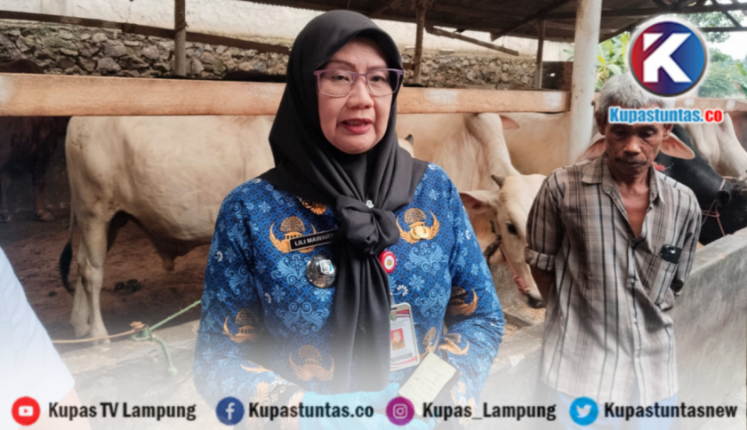 Penjualan Sapi Kurban Asal Lampung Capai 60.429 ekor, Naik 40 Persen