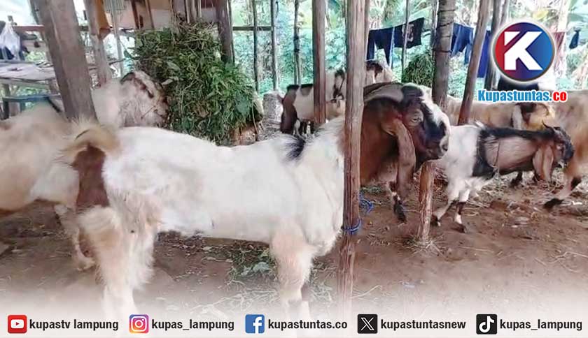Jelang Idul Adha 2026, Penjual Kambing Kurban di Bandar Lampung Keluhkan Pembeli Sepi