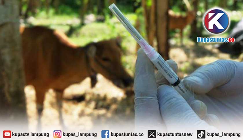 Jelang Idul Adha, Pemkot Bandar Lampung Perkuat Vaksinasi dan Pengawasan PMK
