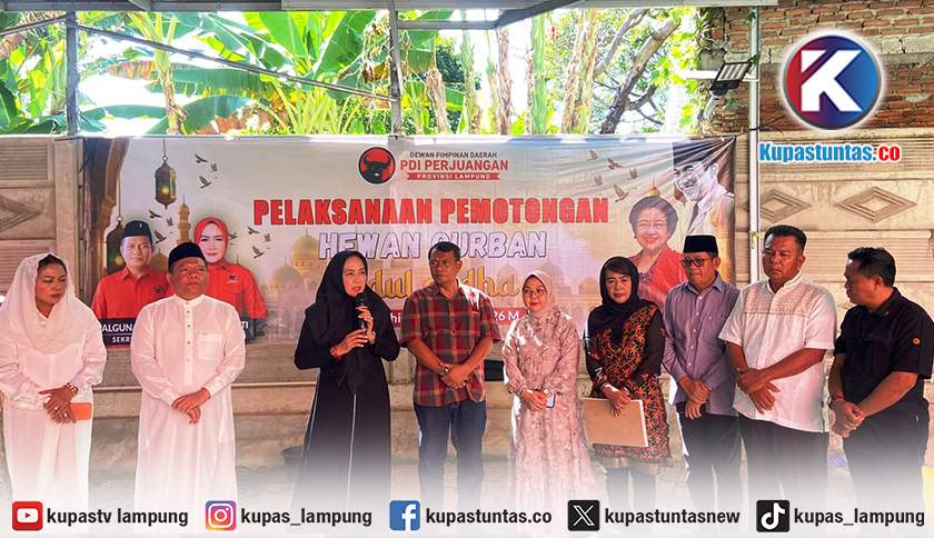 DPD PDI Perjuangan Lampung Salurkan 11 Sapi dan 3 Kambing untuk Kurban Idul Adha
