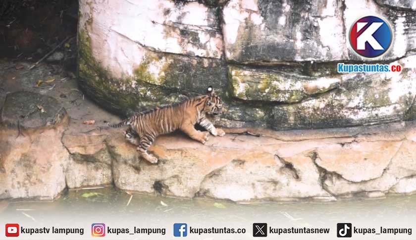 Perdana Muncul ke Publik, Dua Bayi Harimau Sumatera di Lampung Diberi Nama Puspa dan Muli Sikop