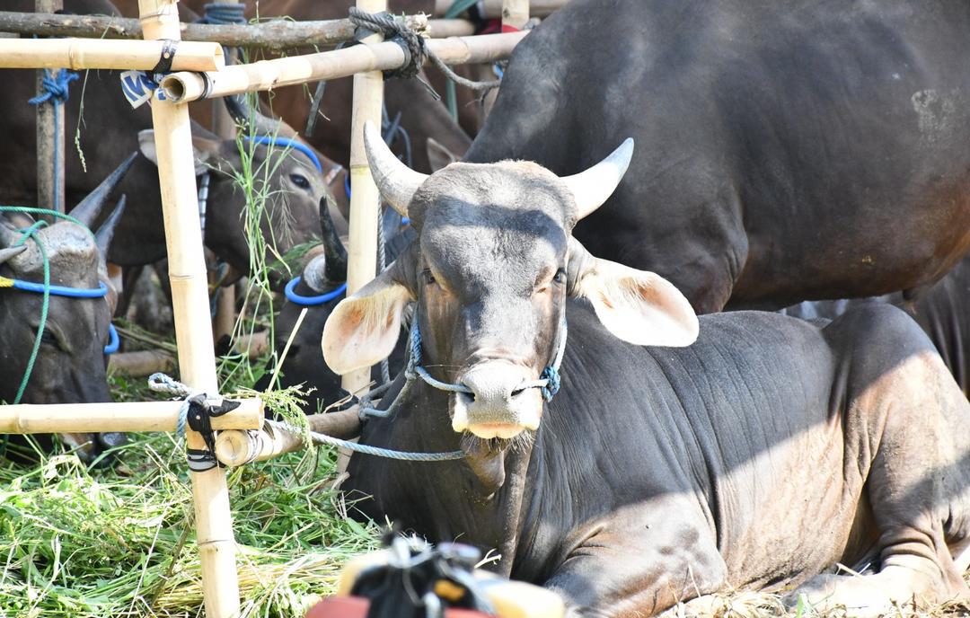 Jelang Idul Adha, Dinas Pertanian Bandar Lampung Perketat Pengawasan Hewan Kurban