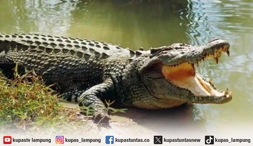 Waspada Buaya di Pantai Merak Belantung Lamsel