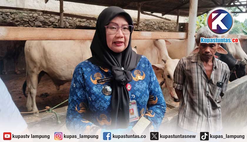 Pemprov Lampung Kerahkan 1.229 Petugas Awasi Hewan Kurban Iduladha 2026
