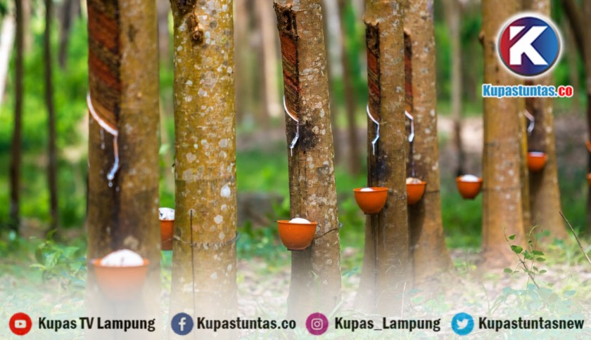 ‎PTPN I Regional 7 Buka Ruang Restorative Justice bagi Buruh Sadap Lansia