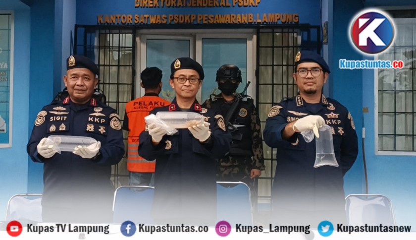 ‎KKP Gagalkan Penyelundupan 31 Ribu Benih Lobster Ilegal di Lampung, Kerugian Negara Rp 4,7 Miliar