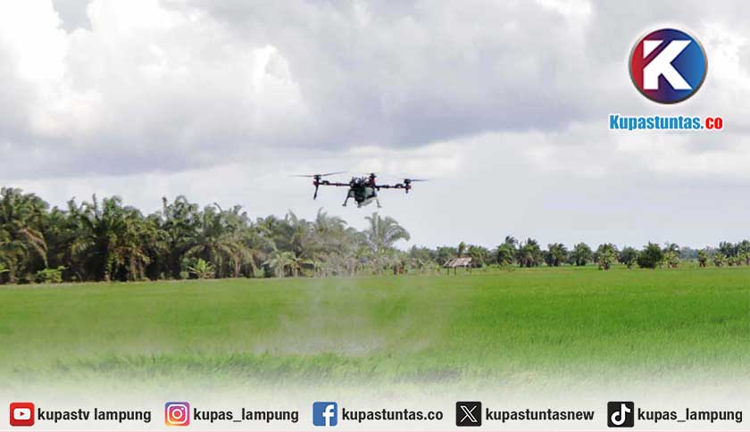 Petani di Mesuji Manfaatkan Drone untuk Semprot Pupuk Cair ke Sawah