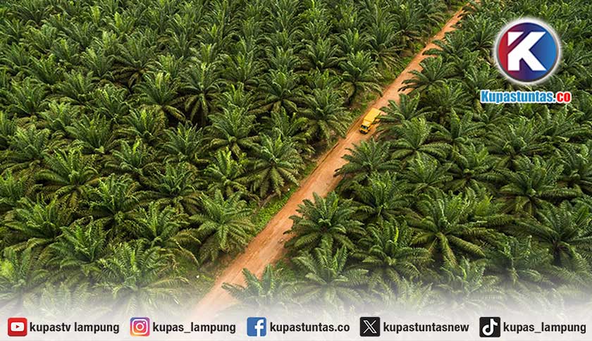Mentan Amran Laporkan 300 Perusahaan Kelapa Sawit ke Polisi, Diduga Main Harga