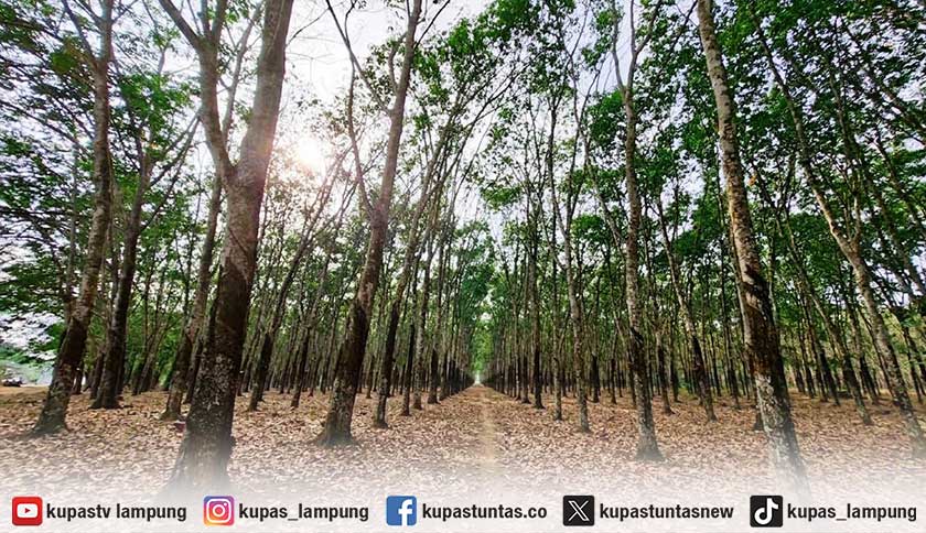 PTPN I Regional 7 Tolak Tegas Sertifikasi Lahan 329,713 Hektare di Tamansari Pesawaran oleh Pihak Lain