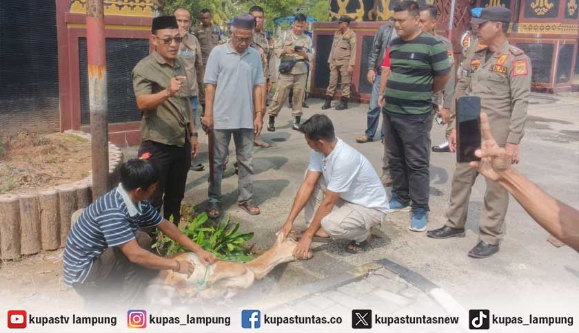 Warga Potong Kambing Usai Sekda Lampung Tengah Ditetapkan Tersangka