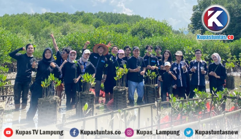‎BEM FTIK Universitas Teknokrat Indonesia Tanam 1.000 Bibit Mangrove di Desa Sidodadi, Wujud Kepedulian terhadap Lingkungan Pesisir