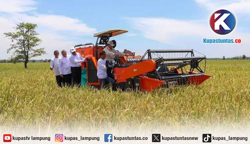 FAO: Indonesia Negara Produksi Beras Tertinggi di ASEAN dan ke-4 Dunia