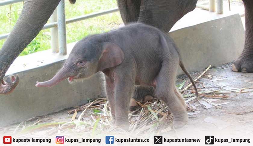Bayi Gajah Sumatera Lahir di Lembah Hijau Lampung, Diberi Nama Bocil