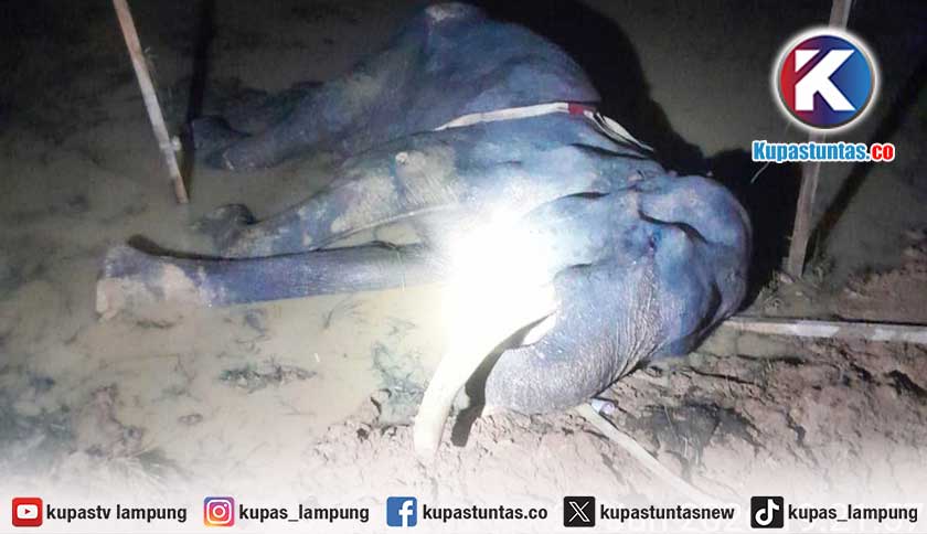 Gajah Jantan Ditemukan Mati di TNWK, Polisi Selidiki Penyebabnya