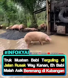 Truk Muatan Babi Terguling di Jalan Rusak Way Kanan, Babi-Babi Malah Asyik Berenang di Kubangan