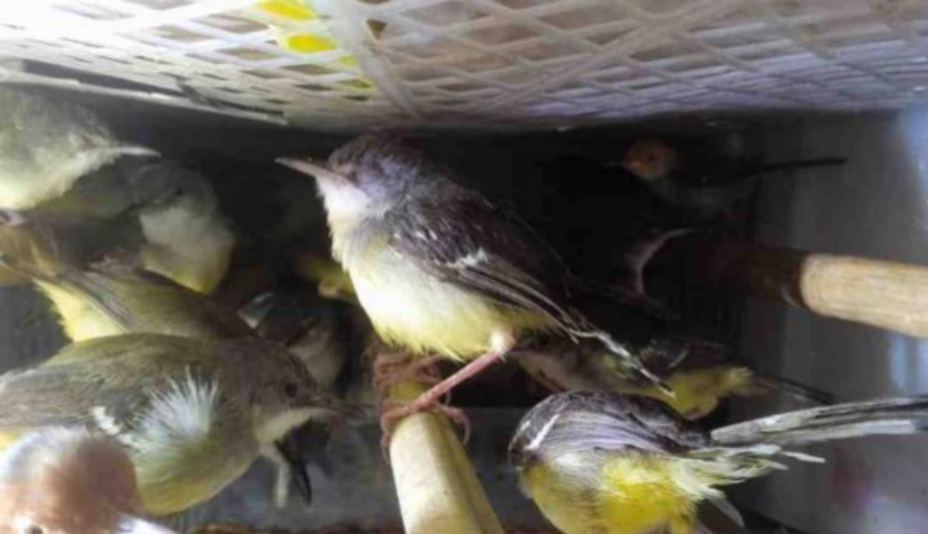 Penyelundupan 172 Burung Ilegal Digagalkan di Bakauheni