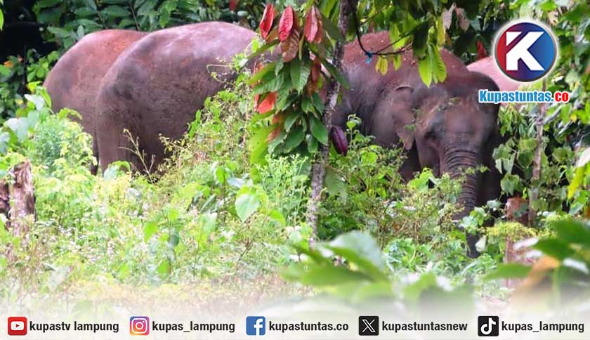 Kawanan Gajah Liar Rusak Kebun Warga Tanggamus, Petani Minta Solusi Nyata Pemerintah