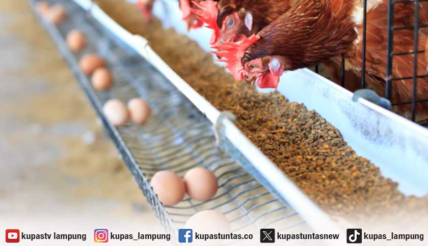 Harga Telur Terpuruk, Peternak Ayam Petelur di Lampung Timur Terancam Rugi Besar