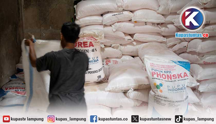 Di Tengah Krisis Pupuk Global, FAO Sebut Petani Indonesia Tetap Tanam dan Penopang Cadangan Beras Dunia