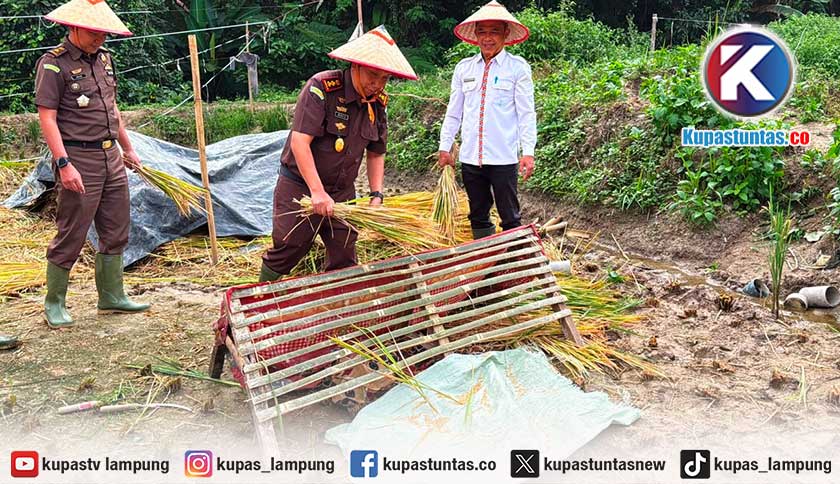 Kejari Lampung Barat Ingatkan Petani Kelola Bantuan Secara Transparan saat Panen Raya