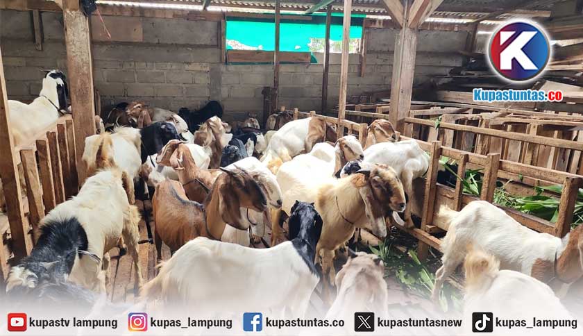 Pemotongan Hewan Kurban di Lampung Tembus 117.470 Ekor