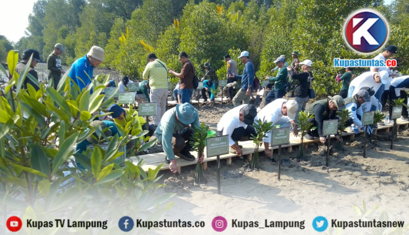 ‎Mangrove Lampung Terus Menyusut, MITRA BENTALA Desak Perlindungan Masuk Agenda Pembangunan Daerah