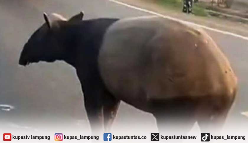 Usai Disembelih, Daging Tapir di Mesuji Diolah Menjadi Rica-Rica