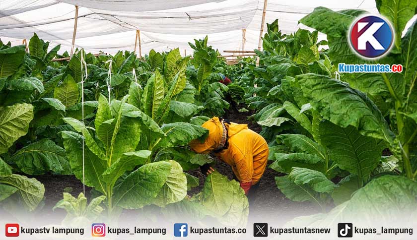 PTPN I Jaga Praja dan Ekonomi Petani Pemilik Lahan di Jember