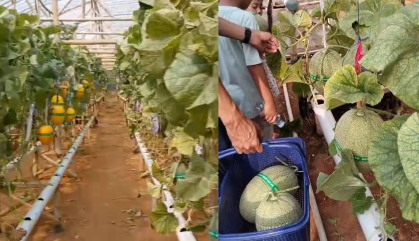 Mengintip Sensasi Wisata Petik Melon di Gabe Farm Sukoharjo Pringsewu