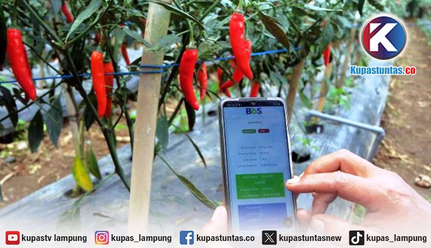 Saat Cabai Bertemu Teknologi