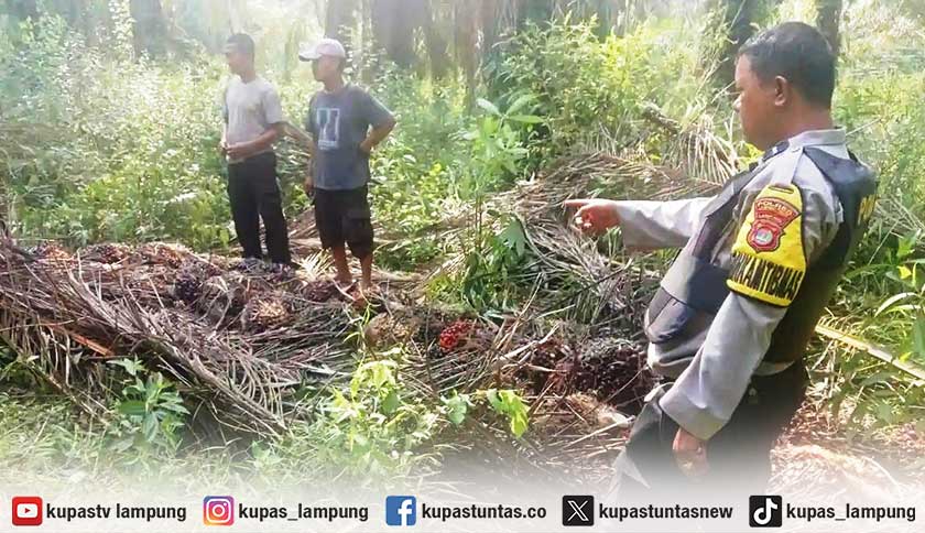 Pakai Arit Modifikasi, Pemuda di Lampung Timur Curi 1 Ton Sawit
