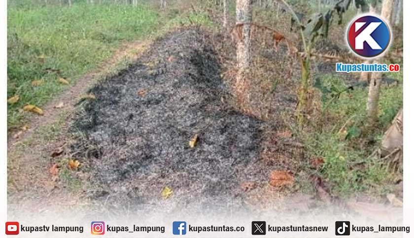 Tiga Kali Terbakar, DLH Metro Curiga Ada yang Sengaja Bakar Lahan Dekat TPAS Karangrejo