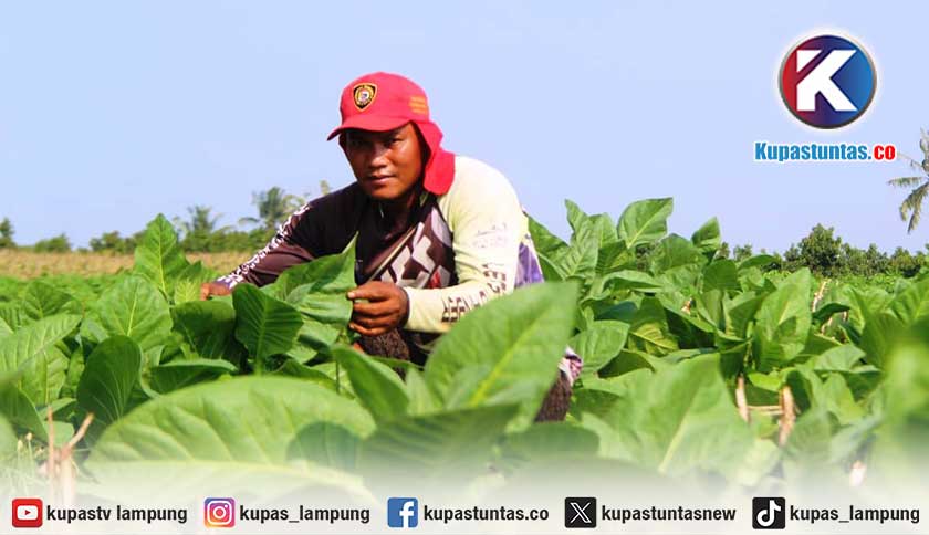Petani Lampung Timur Beralih ke Tembakau Serumpung, Sudah Tanam di Lahan 17 Hektare