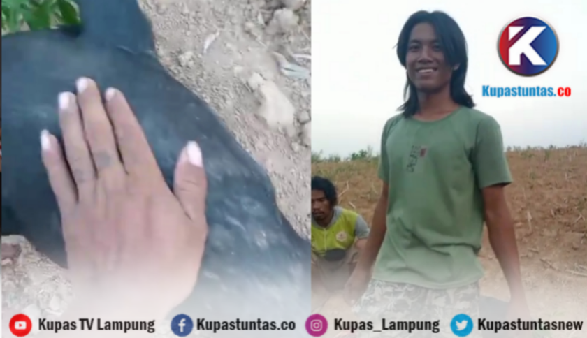 Tapir Dilindungi Disembelih Massa di Mesuji, Polisi dan BKSDA Buru Pelaku